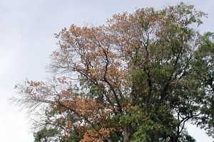 Oak wilt: Diagnosing and preventing