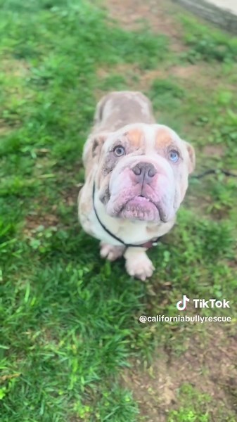 🎄 CHRISTMAS HAUL INCOMING! 🎄 We didn’t save one… not two… not even three… but FOUR squishy-faced, scared English Bulldogs from Stanislaus Shelter! 🐶❤️ These two pairs (very likely used for breeding) were dumped on the side of the road before ending up at the shelter. Their bodies tell the story of what they’ve endured: ➕ Cherry eyes ➕ Entropion ➕ Inverted tails ➕ Elbow dysplasia ➕ Breathing issues ➕ Skin & ear allergies ➕2 spays and 2 neuters …and the most heartbreaking of all: Potato still h