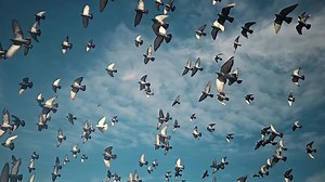 Flock of birds flying in a clear sky, A mesmerizing view of numerous birds in flight against a clear sky,