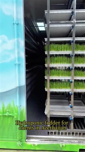 This container farm doesn’t grow food for people — it grows food for animals. 👀🌱 Inside this steel box, a hydroponic fodder container produces fresh, green animal feed every single day, no soil, no fields, and no seasons. #ContainerFarm#HydroponicFodder#AnimalFeed#SmartFarming#FutureAgriculture #Hydroponics #hidroponico #SoilFree