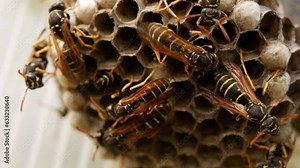 Family wild wasps. Complex social behavior in the animal world. Survival of insects. Self-organization. The concept of socialism, democracy, totalitarianism