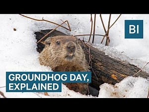 Why Groundhogs Supposedly Predict The Weather On Groundhog Day