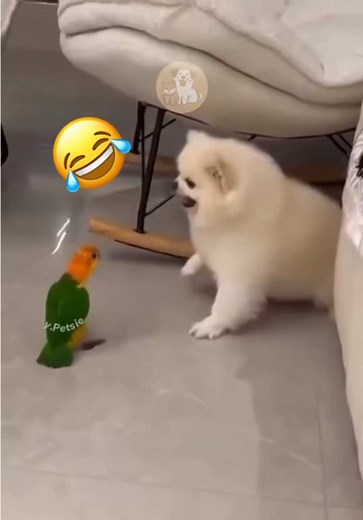 Hunde vs. Vögel: Lustige Hundereaktionen, die dich lachen lassen