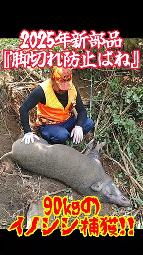 ㈱鎌田スプリング商品販売部(栃木県鹿沼市) on Instagram: "2025年も残りあと数日！！ 今年発売された新商品のご案内です♪ ☆☆脚切れ防止ばね☆☆ くくり罠で使用する 締め付け防止金具(くくりストッパー・ストッパー)の代わりに バネを使用する締め付け防止部品になります✨ ※鳥獣法に抵触しないのか、問題なく使用できるのか関係機関確認済みです。 従来の締め付け防止金具は 錯誤捕獲をした際の 個体の損傷を防ぐための部品です ところが、イノシシ・シカが捕獲された際は ワイヤーロープの食い込みと部品の突起部の接触による 【脚切れ】が多々発生しております💦 そこで！！ 締め付け防止金具の役割を果たしつつも 脚切れを極力抑える為に！ 【脚切れ防止ばね】を開発させていただきました🙆‍♂️🙆‍♀️ くくり部は Oリングバネ使用を前提に設計している為 加締める際のスリーブのサイズ W か W半(ハーフ) の2種類があります。 押しバネの強さによってもサイズが変わる為 100mm 120mm 150mm の3種類からお選びいただけます！ まずは、３種類のサイズが入ったお試しパックでサイ