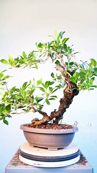 I don't like Buttonwood but I LOVE my Buttonwood 🌳🌞🌳 #bonsai