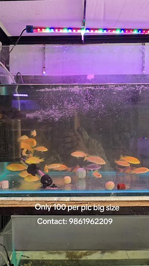 Yellow Lab Cichlid Fish Care and Maintenance Guide