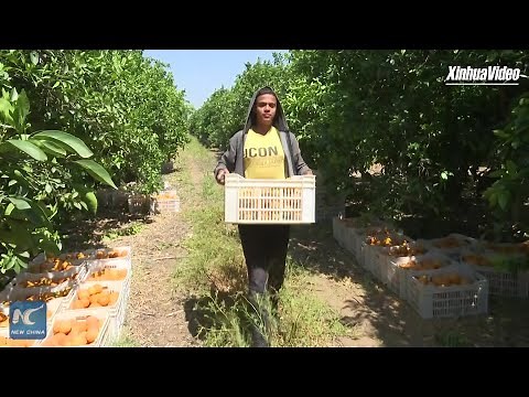 Egypt's citrus farms flourish as country becomes world's largest orange exporter