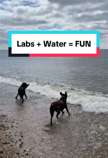 Mav loves making friends at the beach #labrador #chocolatelab #teamworkmakesthedreamwork #1k