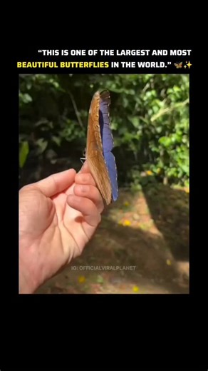 ViralPlanet | This is one of the largest and most beautiful butterflies in the world, admired for its enormous wingspan and striking patterns. As it... | Instagram