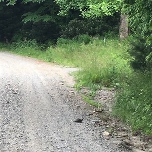 3.9K views · 468 reactions | Watch out for turtles... | Turtle Island Preserve | Facebook