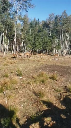 Come hunt at hillside game ranch | Hillside Game Ranch & Guide Service