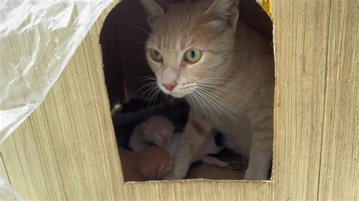 70K views · 2.3K reactions | The mama cat, with her facial expressions, was asking her kittens why they were leaving. | Feeding Street Cats | Facebook