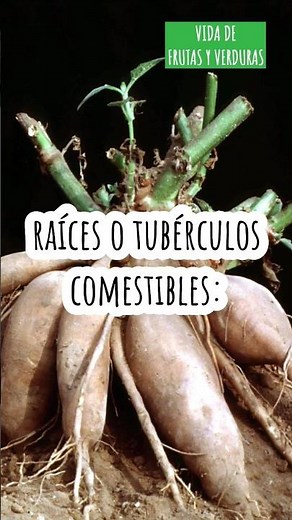 Yacón (Raíces o tubérculos comestibles)