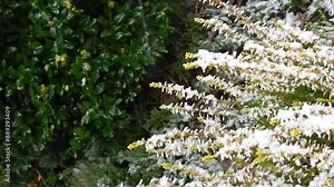 Twigs of Common heather, Calluna with white flowers and falling snow - natural background with camera in motion. Topics: vegetation, season, winter, frost, natural environment, climate, weather