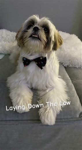 Yasu Tells Me What I Need To Do #fyp #shorts #shihtzu #cutedog #yasuthings