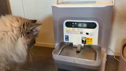 自動給水器壊れそうだったので新しいの買いました。AIカメラ付き、口つけた水は排水して新鮮な水に入れ替えられる優れもの。排水されてるとこ見たことないけど…とりあえずクラファンで安く買えてラッキー🏋️‍♂️後ろに人がいてると思ってるみたい。 #petkit
