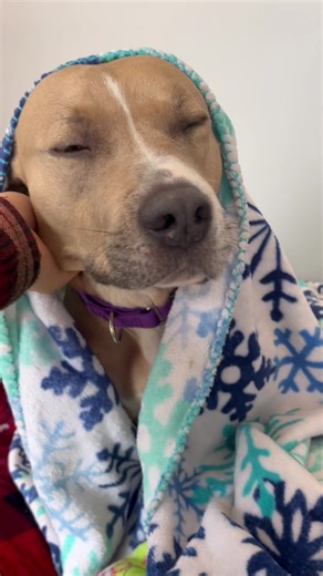 57K views · 10K reactions | We will never stop spoiling our pups here at the Little Red Barn, they all deserve the world  Legacy may have some specific needs but her love will forever be worth it if you let her into your home #onlypet #slowintros #lovethislittleredbarn #foster #adopt #youcanmakeadifference #notyouraverageshelter #pennylanepups | Always & Furever Midwest Animal Sanctuary | Facebook