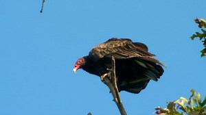 41K views · 400 reactions | Check out the turkey vulture, often called buzzards, one of nature's scavengers. They are masters at soaring flight. Unlike other bird species, they live primarily on dead animals. Learn more about the turkey vulture here. | KRCG 13 | Facebook