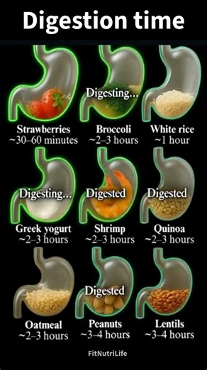 “How Long Does Food Stay In Your Stomach? 🤯 Digestion Time Of 9 Common Foods”