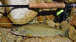May trout stocking schedule for the Salmon Region - Local News 8