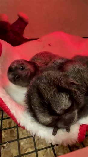 22 reactions | Marmoset #baby #marmoset #monkey #fyp #pet | Entertainment | Facebook