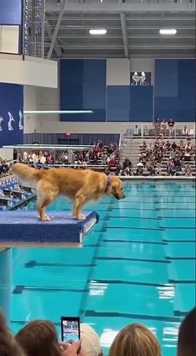 Amazing Dog Jump into the Pool! 😲 #dog #retriever #diving #jump #amazing #fun #olympics