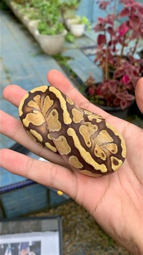 ball python enchi yellow belly poss het dessert ghost