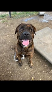 👑🐾 𝗔𝗹𝗹 𝗵𝗮𝗶𝗹 𝗣𝗿𝗶𝗻𝗰𝗲 𝗖𝗵𝗮𝗿𝗺𝗶𝗻𝗴! 🐾👑 This regal gentleman is as majestic as his name suggests—graceful, calm, and wrapped in a stunning dark brindle coat fit for royalty. 👑✨ Whether he’s strolling his kingdom (aka the play yard) or lending a noble ear to your stories, Prince Charming is the definition of a true companion. He’s on a quest for a throne of his own, and thanks to his #AdoptionAngel, 𝗵𝗶𝘀 𝗮𝗱𝗼𝗽𝘁𝗶𝗼𝗻 𝗳𝗲𝗲 𝗶𝘀 𝗰𝗼𝘃𝗲𝗿𝗲𝗱! If you’re ready to welcome a