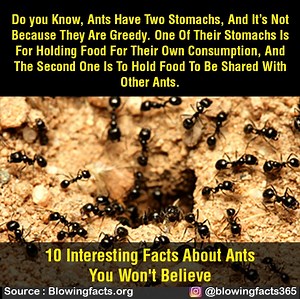 756K views · 2.3K reactions | 10 Interesting Facts About Ants You Won't Believe | Facts that will blow your mind | Facebook