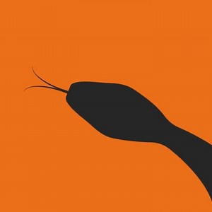 2.4K views · 84 reactions | Ball pythons are one of the most popular “exotic pets” in the UK. They’re often kept in environments that don’t meet their needs by well-meaning owners - suffering silently in our homes. They are wildlife, #NotPets. | World Animal Protection UK | Facebook