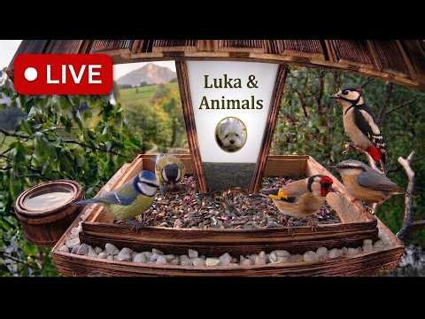 🐦 Live Bird Feeder Cam | Wild Garden Birds – Real‑Time Feeding Action (September 23, 2026)