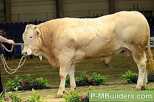 Was Sind Corral Panels 🔧🔧 Tipps Für Heimwerker. Machen Sie Ihre Eigenen Hände - 2025