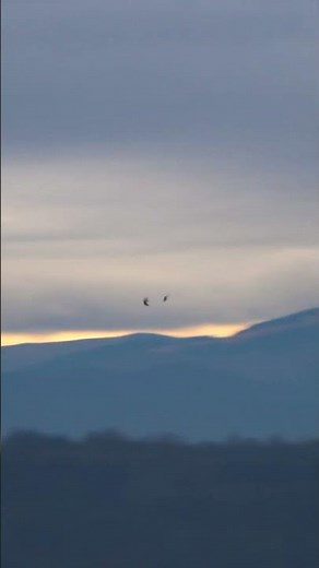 Racing Pigeons VS Hawk (Pt.1)