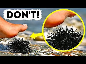 If You Step on This Sea Creature, You Have Seconds to Get Help