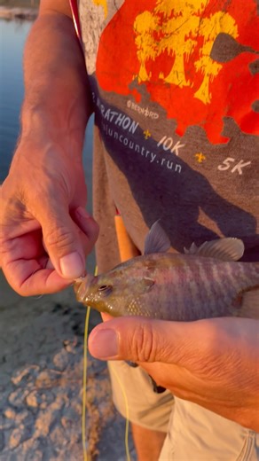 1.2K views · 18 reactions | Redear Sunfish on the Fly! #flyfishinglife #texas | 30milesOUT fish'n TV | Facebook