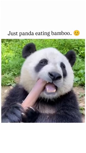picpac19 on Instagram: "This Instagram reel shows a giant panda in a verdant enclosure methodically stripping and chewing fresh bamboo stalks, its focused gaze and subtle movements conveying pure serenity. Giant pandas, despite retaining a carnivorous gut microbiome, consume 12-38 kg of low-nutrient bamboo daily—absorbing just 17% of its energy—to sustain their 100 kg frames, per San Diego Zoo research and a 2015 mBio study on their digestive adaptations. Posted October 4, 2025, the clip's ASMR-