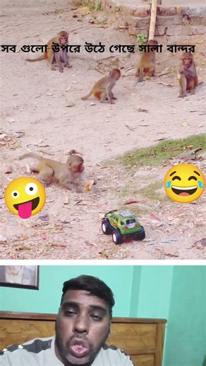 all monkey are afraiding #funny #shortvideo