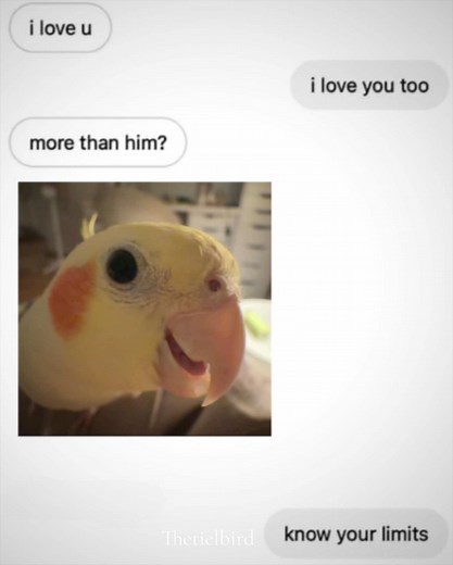Understanding Cockatiels: Fun Facts and Care Tips