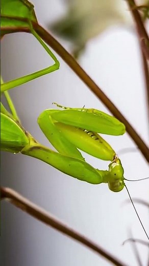 Fun Facts About Praying Mantises