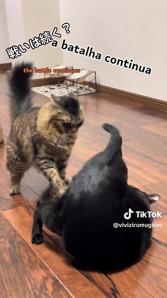 battle #zoningoutcat #zoning #legend #meme #黒猫 #子猫 #cat #fight #amo #brasil #猫の喧嘩 #喧嘩 #戦い#ネコ #catsoftiktok为你带来平静