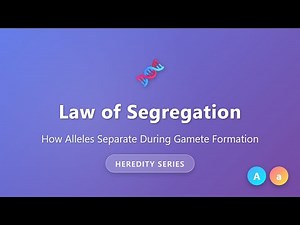 Law of Segregation Explained | How Alleles Separate During Gamete Formation | Heredity