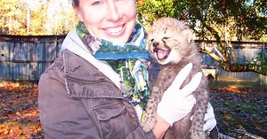 Female cheetahs detect suitable mates from males’ urine, study by SIU researcher shows