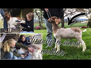 Part 2: Washing & CLIPPING A Market Wether Goat for Show (without a fitting stand)!