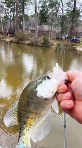 351K views · 11K reactions | Crappie casserole MUST TRY (catch clean cook) #cooking #fishing #outdoors #easyrecipe #cheapprice #seafoodlover | Wade Fishez | Facebook