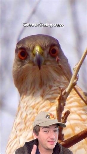The Avian Stealth Bomber: The Coopers and Sharp-shinned Hawks
