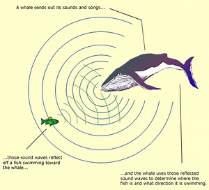 Reflecting Sound Waves