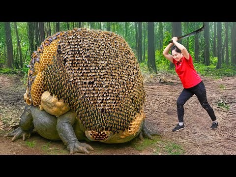 Harvesting Forest Honeycomb Yam & Go to Market Sell | Billion bees chose the yam tuber a their home