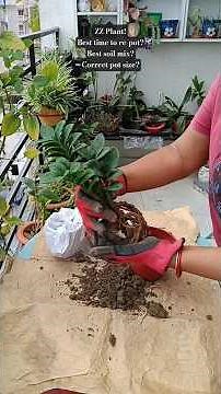 ZZ Plant! Best soil mix & time to re-pot? Correct pot size? #zzplant #gardening #terracegardenindia