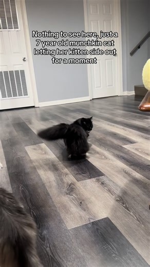 Rescuing Little: The Spunky Munchkin Cat Journey