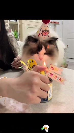 Not Fun at All | 一點都不好玩了 #funny #funnyshorts #funnyvideo